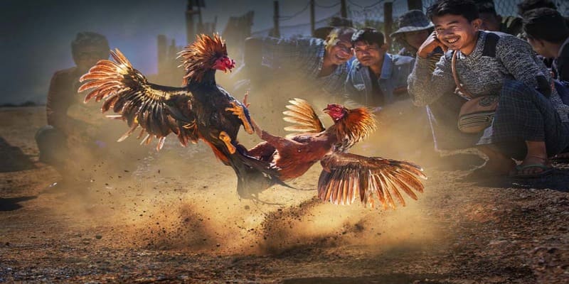 Bí kíp chơi đá gà tre thành công mỹ mãn