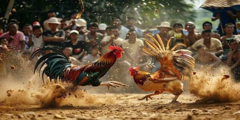 Hiệu quả mang lại khi chọn được các dòng gà đá chuẩn