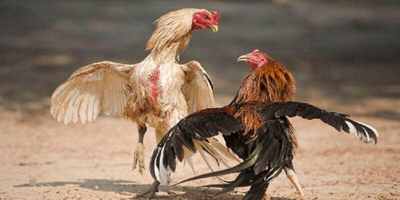 Khái quát sơ lược về đá gà tre HUBET