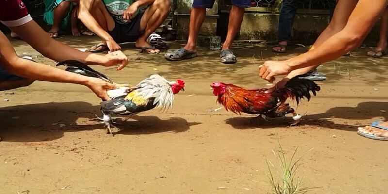 Kinh nghiệm đặt cược khi xem đá gà