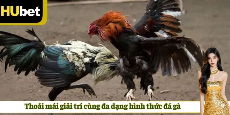 Thoải mái giải trí cùng đa dạng hình thức đá gà